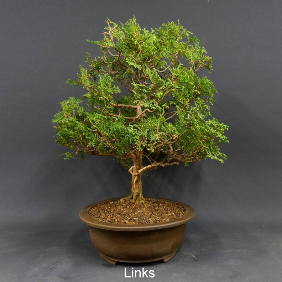 Bonsai, JAbendländischer Lebensbaum, Thuja occidentalis