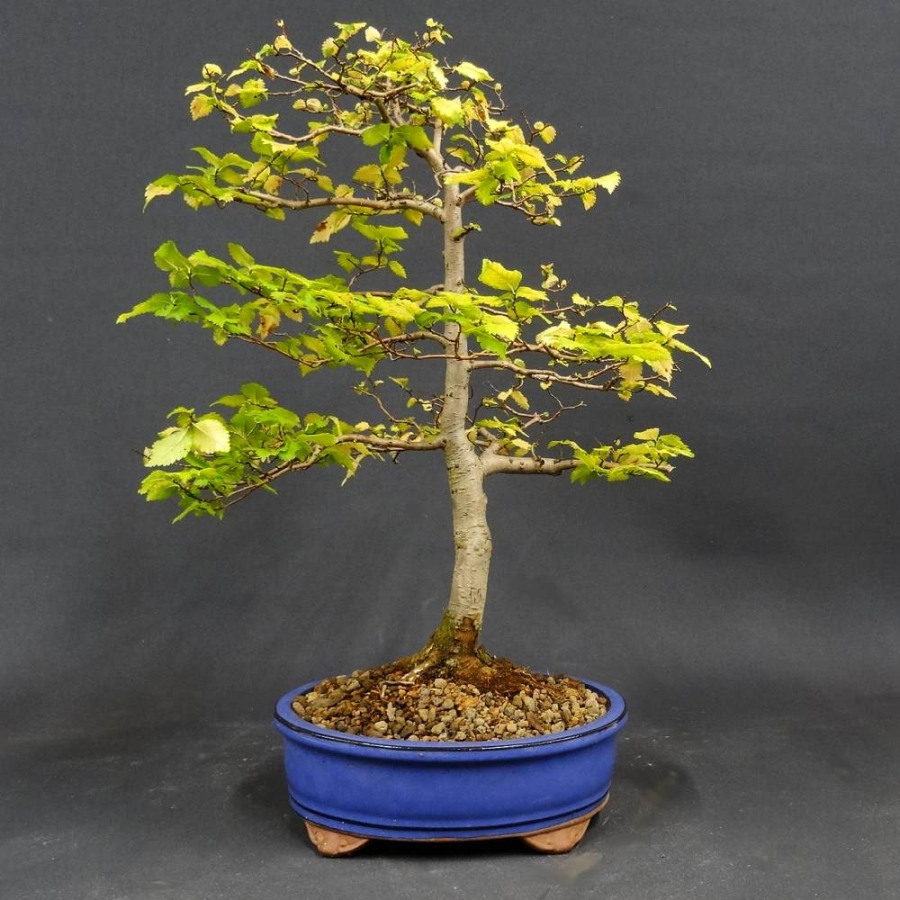 Bonsai, Feldulme Ulmus minor